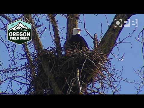 Weißkopfseeadler haben sich erholt, außer an einer Stelle | Oregon Field Guide aus den Archiven