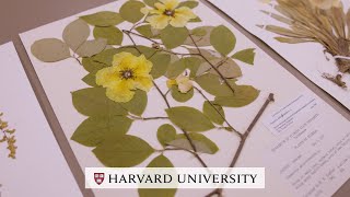 A look inside the Harvard Herbaria