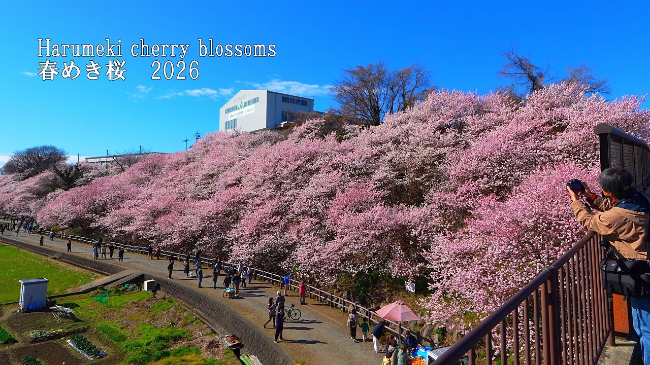 The Harumeki Sakura, my favourite variety of cherry blossom, is in full bloom!