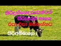 Kiridunne Daruwantai Video Song