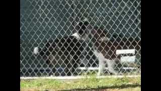 preview picture of video 'Wilsong Border Collies - Border Collie kennel in Louisiana'