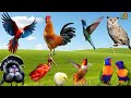 Collection Of Cute Birds Sounds Chicken Duck Penguin Eagle More Cute Animal Moments