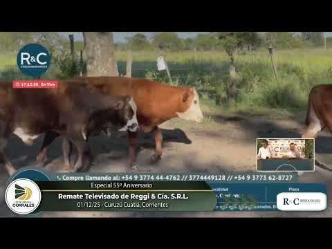 01-12-25 - Remate Televisado 55º Aniversario de Reggi y Cia. S.R.L. - Curuzú Cuatia, Corrientes
