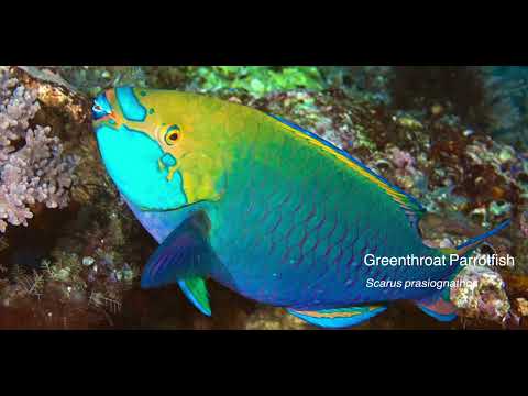 8 Parrotfish A - scuba diving video