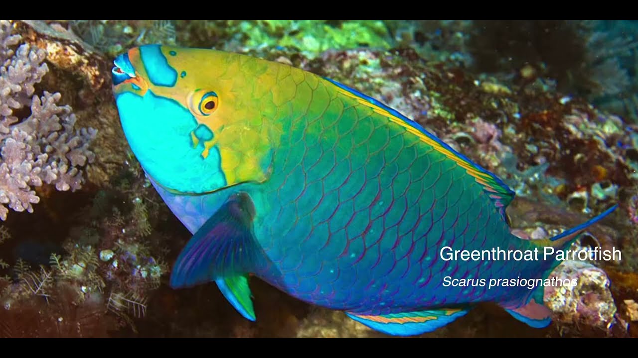 8 Parrotfish A