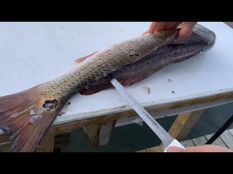 How to Fillet A REDFISH aka Red Drum. Quick & Easy with a Dexter Knife - Outer Banks Style