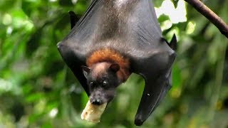 preview picture of video 'Welt-Vogelpark Walsrode - Flughund frisst Banane / Flying Fox eats Banana!'
