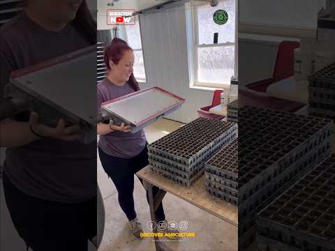 Simple & Amazing Seed Tray Filling & Seed Sowing Technique