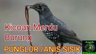Download lagu SUARA BURUNG ANIS SISIK / PUNGLOR SISIK mp3 Download lagu SUARA BURUNG ANIS SISIK / PUNGLOR SISIK mp3