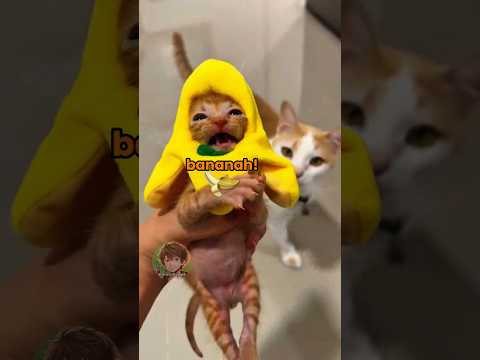 Vita da gatti 🐱 EP. 135