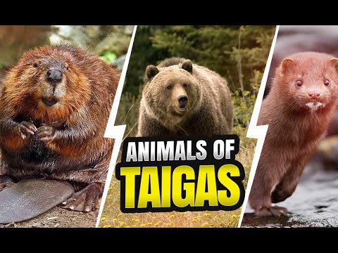 Amazing Animals Of The Taiga Biomes