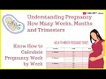 How to Calculate Your Pregnancy by Weeks, Months & Trimesters|Weeks into Months|Due Date Calculator