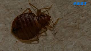 How to Get Rid of Bedbugs |  Fast Pest Control | 0488 849 399