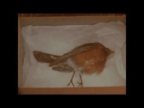 桜Sakura - Natural Expansion