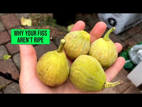 Fig Tree Concerns: "Why Are My Figs Not Ripening?"