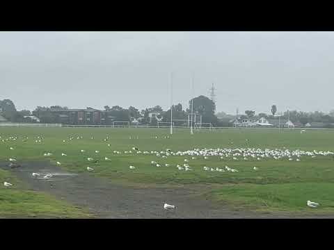 Shorebirds and seagulls on the sportsfield during ex-tropical Cyclone Tam