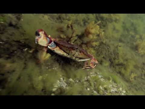 Paddle Haida Gwaii - Wildlife