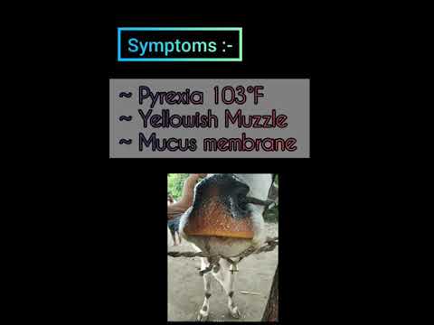 , title : 'Successful management of a rare case of Bovine Leptospirosis by Dr. Moiz Siddiqui'