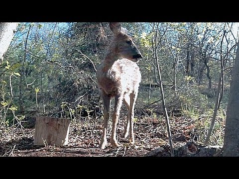 POVERO ROE DEER ! il bordello che si sente è ,radere al suolo una montagna!!