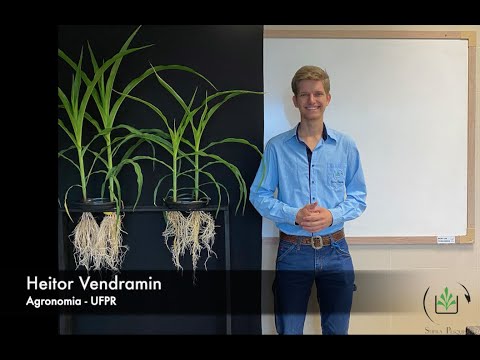 NUTRIÇÃO DO MILHO| Cobre - Ep. 3