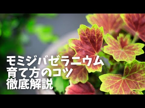 ゼラニウムの葉が黄色くなる理由 ゼラニウムの水やりの頻度 アドバイス ポットアイビーテラス 休暇中のオープングラウンド 夏 冬