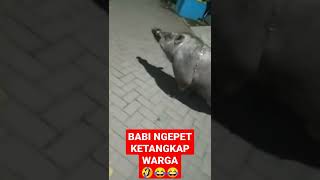 Download lagu 🔴BABI NGEPET,KETANGKAP WARGA!!! mp3