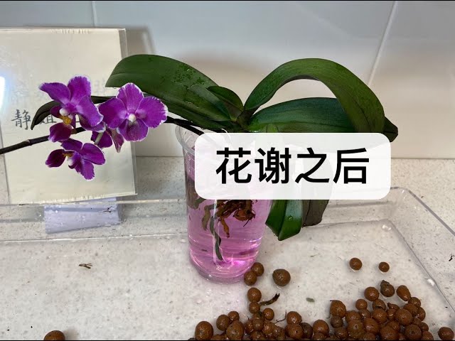 Video Uitspraak van 花 in Chinees