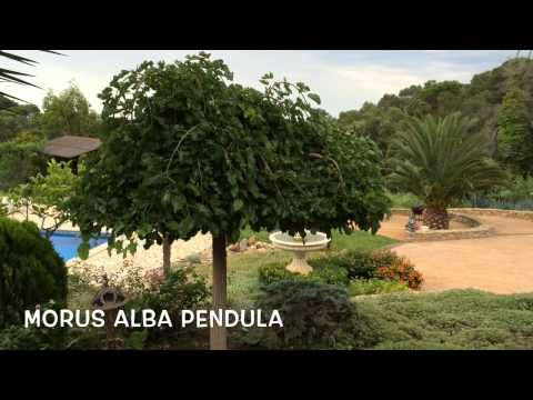Morus alba Pendula. Garden Center online Costa Brava - Girona.