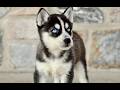 Gerberian Shepsky dogs for sale: Jaxon  - Video 1