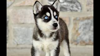 Video preview image #1 Gerberian Shepsky Puppy For Sale in HONEY BROOK, PA, USA