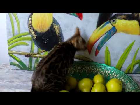 Aziz Bengal Cattery kittens available