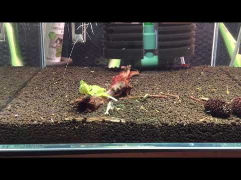 crs 레드비 레펜타 블펜타 폭번 비결 소일 추천