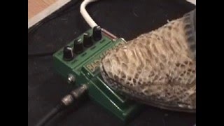 Video thumbnail for Digitech Bad Monkey Tube Overdrive guitar effects pedal demo COOL CHEAP PEDAL! by gearmanndude