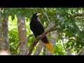 JAPU Cantando na Mata - NINHO de Japu - Psarocolius decumanus - Crested Oropendola - Brazilian Birds