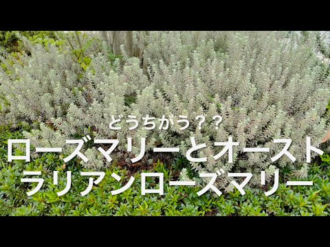 園芸 長葉のオーストラリアンローズマリー