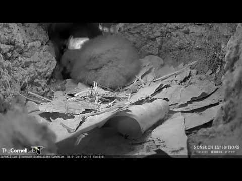 Nest Check on Bermuda Petrel Chick in the Burrow – Apr. 10, 2017