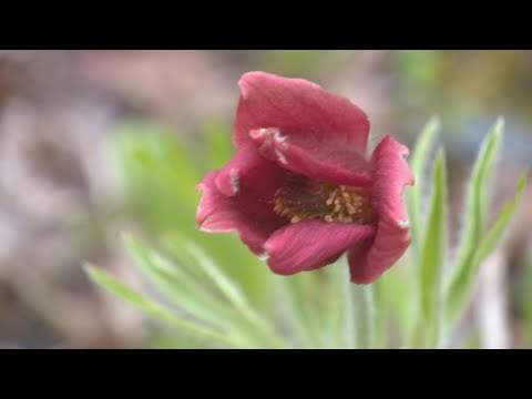 オキナグサ、オキナグサ 植物