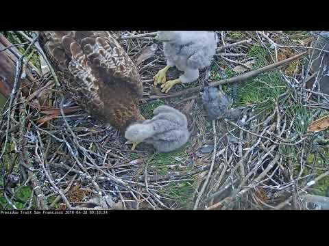 04-28-18 Presidio, Red-tailed hawk; feeding time.