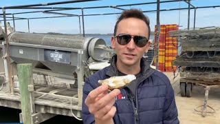 How exactly DO you farm an oyster? | NBC4 Washington