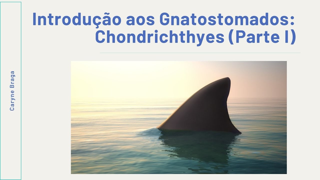 Introdução aos Gnatostomados: Chondrichthyes (Parte I)