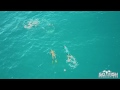 Drone Footage of Bull Shark attack on Spearfishing Team | Mavic Pro