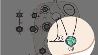 RNA synthesis from dsRNA genomes