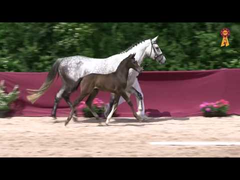 Fohlen von Uno I x Calido