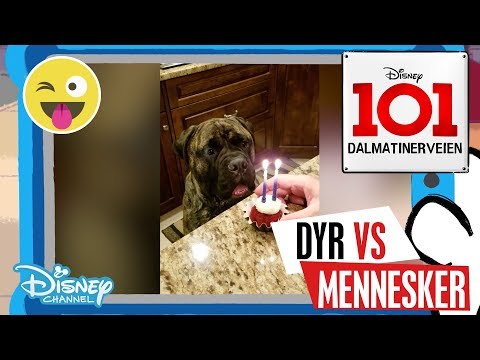Dalmatinerveien 101 | Dyr vs Mennesker: Bursdager 🎂- Disney Channel Norge