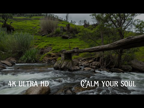 Soothing River & Forest Sounds in 4K | Relax, Sleep, Study, Meditate