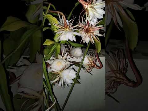 Seasons first Bhramkamalam#terracegarde n#flowers