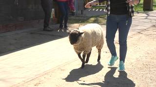 Újjáéledt pusztavilág