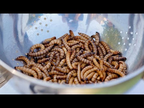 Faktencheck: Werden die Europäer gezwungen, gefährliche Insekten zu essen?