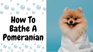 How To Bathe A Pomeranian||Pet Grooming||Ashok Vihar