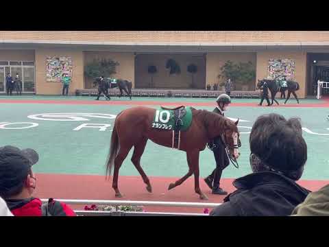 中京パドックシルクロードs #シルクロードs #メイケイエール #中京競馬 #カレンモエ #競馬　パドック